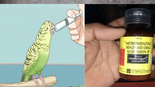 Diarrhea/Lose Motion  in Exotic Bird