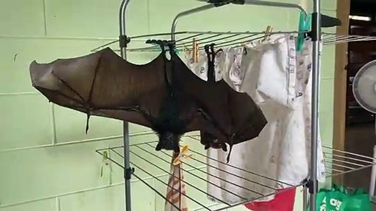 Bat Makes Itself Big