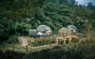 You Can Sleep With Elephants Under the Stars in a 'Jungle Bubble' in Thailand