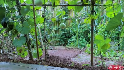 #LýTửThất #李子柒Liziqi #李子柒The…The Life of Cotton, I promise next time I will come up with a new name of series.