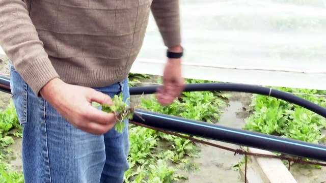 Millonarias pérdidas de los agricultores valencianos por 'Gloria'