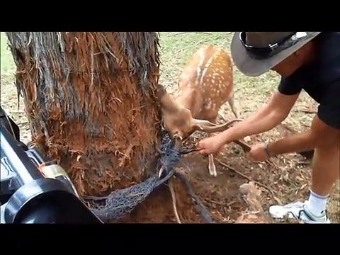 Il vient en aide à une biche coincée contre un arbre
