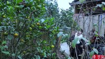 In the cold winter,eat ginger,can warm the whole day/正值寒冬，吃点生姜，就能暖和一整天！|Liziqi Channel