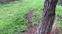 ENVIRONNEMENT - Des arbres du mont saint loup attaqués par des coléoptères