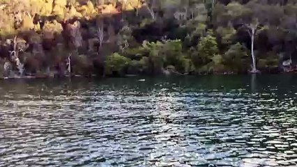 Southern Right Whale up River in Sydney