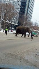 Elephant Walks Where it Wants