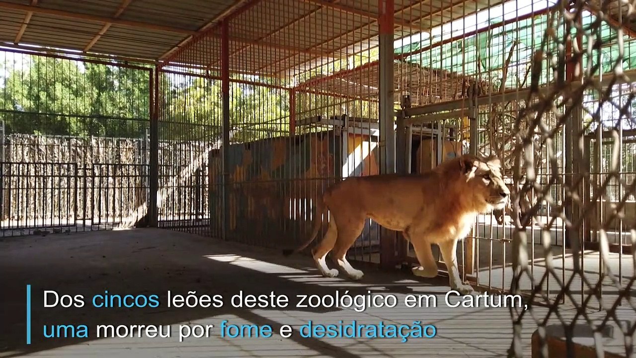 Pela vida dos leões