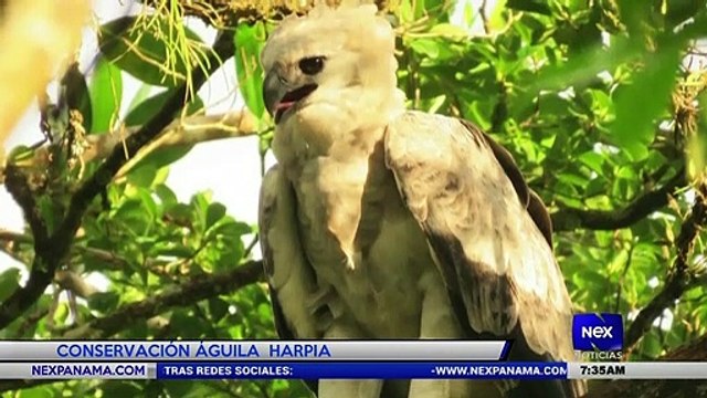 Entrevista a Jorge Carney y Blanca Araúz de Minera Panamá - Nex Noticias