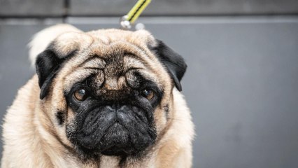 Virgin Australia Is the Latest Airline to Ban ‘Flat-Faced’ Animals on Flights