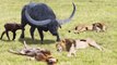 Lion King Defeated By The Buffalos - Buffalo Save Baby From Lions. Leones vs Bufalos