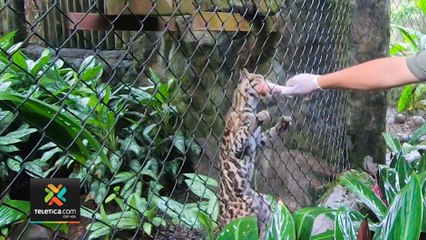 tn7-Campaña ‘Circo La Argolla’ denuncia crueles condiciones de animales silvestres en nuestro país-240120