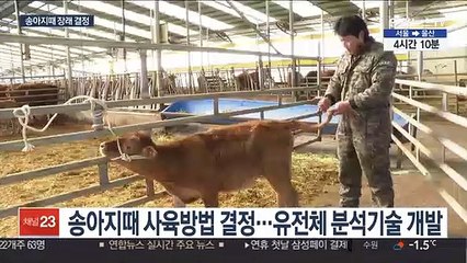 "될성부른 한우, 송아지때 안다"…유전체분석 개시