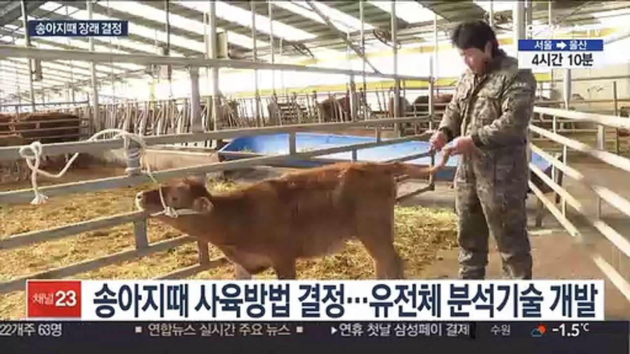"될성부른 한우, 송아지때 안다"…유전체분석 개시
