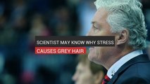 Scientist May Know Why Stress Causes Grey Hair