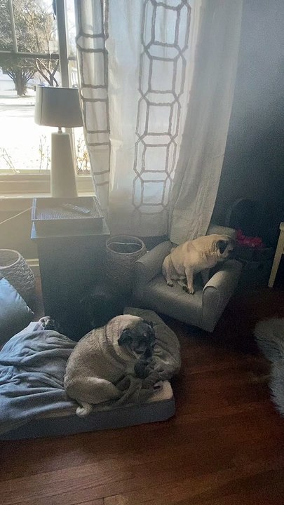 Lounging Pups Want Lunch