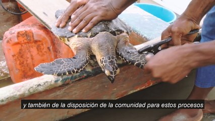 La isla del Pacífico donde la tortuga caguama lucha contra su extinción