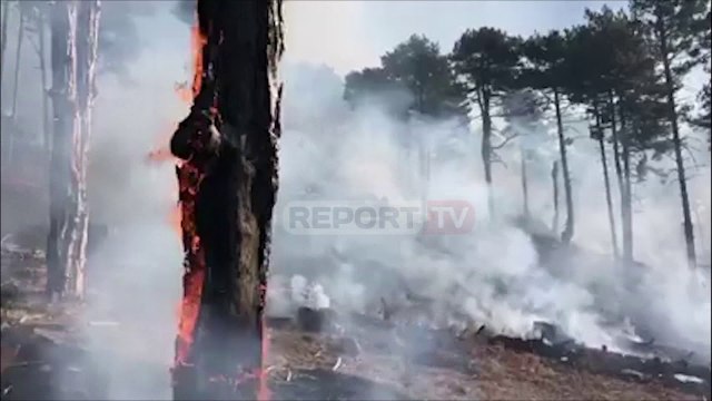 Report TV -Prej dy ditësh digjet mali i Koshnicës në Gramsh