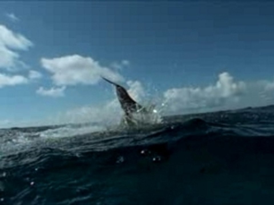 The Dolphin Dive