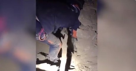 İBB Sözcüsü Ongun: Çok sayıda hayvan göçük altında