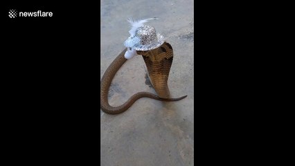 Bizarre moment man places tiny hat on deadly wild cobra