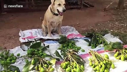 Video herunterladen: Cute dog sells mangoes at market