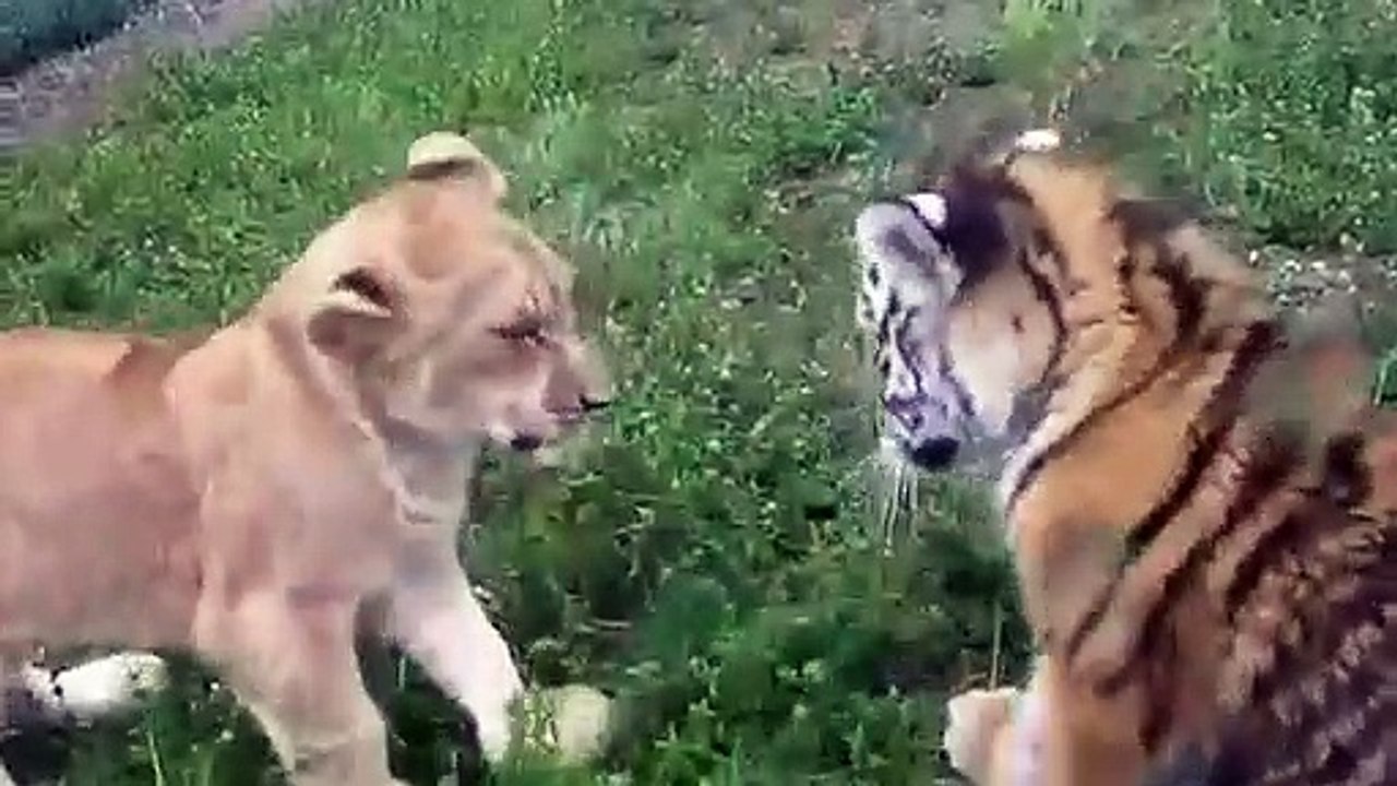 Two cubs are playing