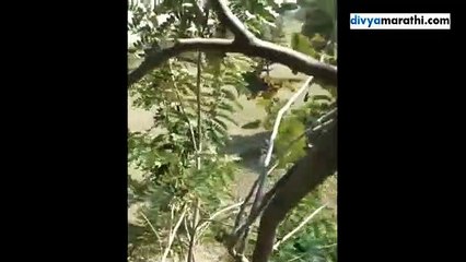 वाघाच्या हल्ल्यात तीन इसम जखमी, बिनाखी शिवारातील थरारक घटना