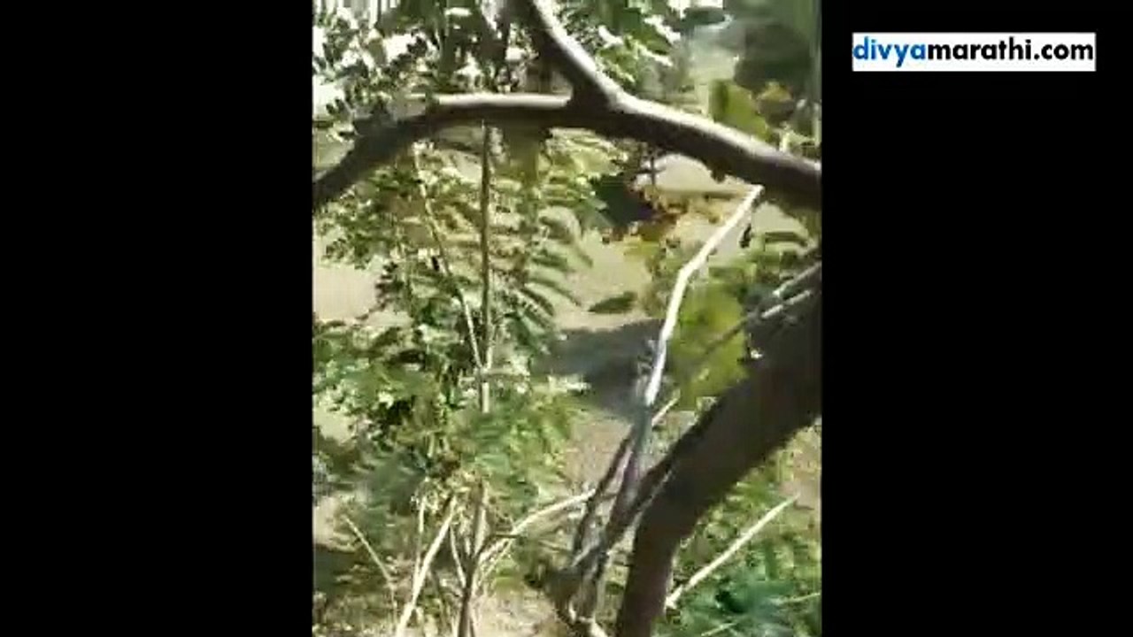 वाघाच्या हल्ल्यात तीन इसम जखमी, बिनाखी शिवारातील थरारक घटना