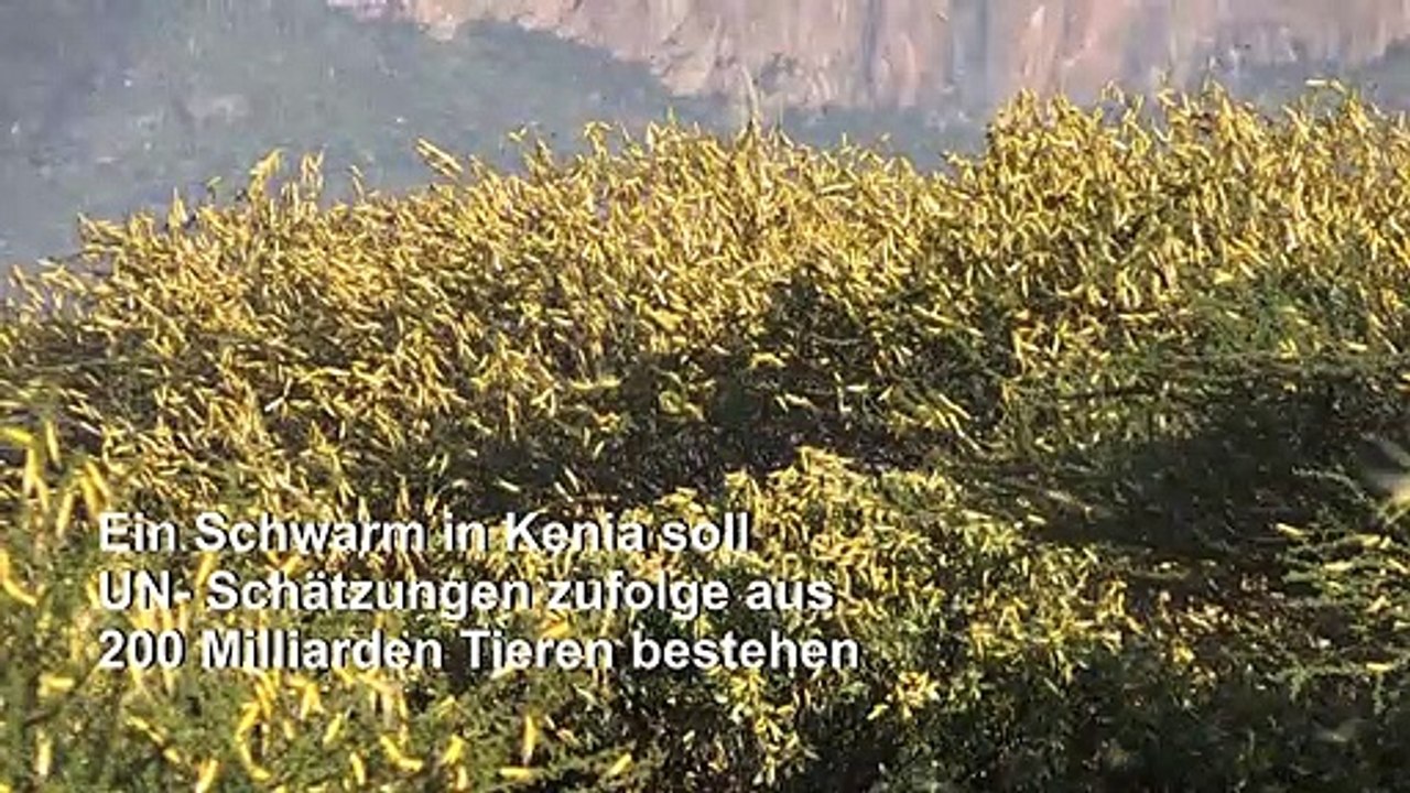 Heuschreckenplage sucht Ostafrika heim