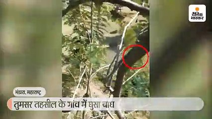 भंडारा के एक गांव में घुसे बाघ ने तीन ग्रामीण को घायल किया