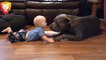 Pitbull and Baby Playing Together Video Funny Babies and Dogs Playing Compilation