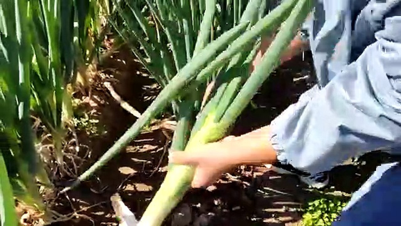 Coconut pearl snail(SUBHAN'ALLAH)珍珠椰子螺，英子第一次捡到这么多椰子螺，煮了一大锅