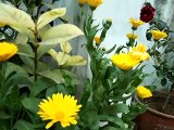 Calendula||Calendula...को कैसे लगाइए