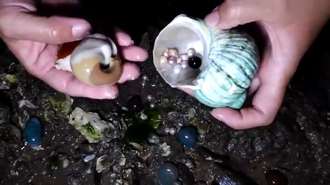 Mismerizing Sea creatures at night time(SUBHAN'ALLAH)珍珠，深夜沙滩上出现许多新物种，一颗荧光螺体内藏着宝贝 -