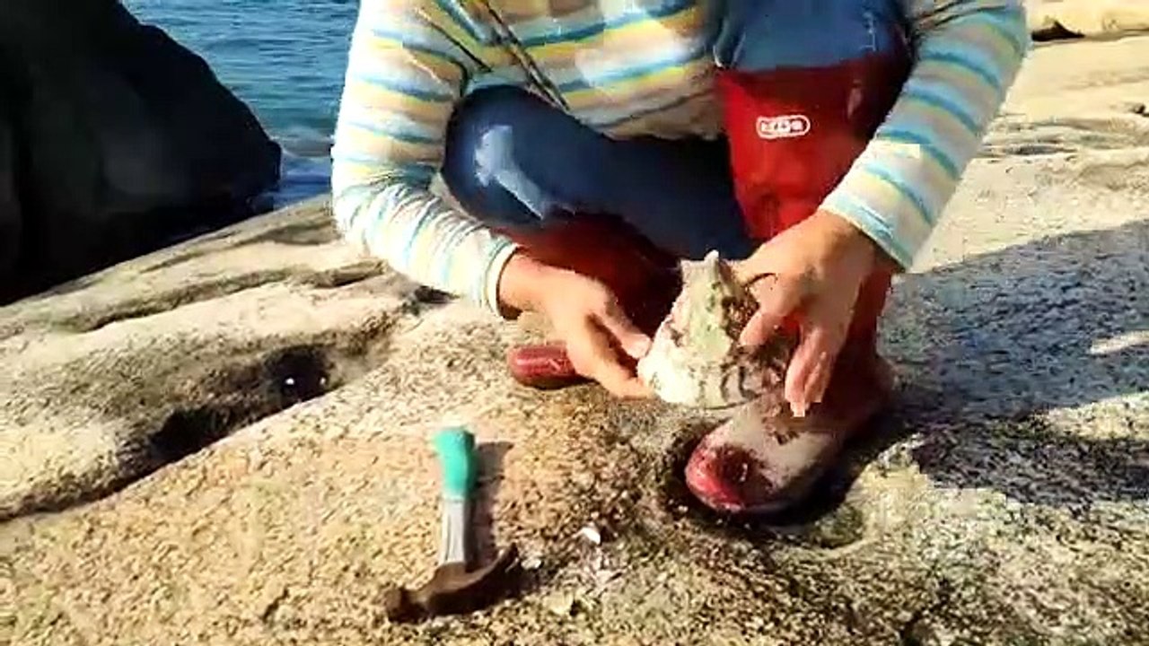 Jaint snails with lots of pearls inside  珍珠，巨型塔螺一只2斤重，砸开看看有没有珍珠？