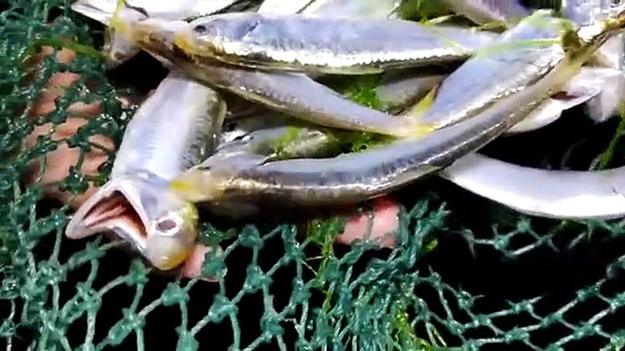Razor fish 巨型蛏王一只有半斤重，凌晨海滩没有赶海人，英子一个人承包了这片海滩