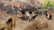 Amazing! Leopard, Cheetah Waiting Warthog Outside The Hole. Leopardo vs Jabali
