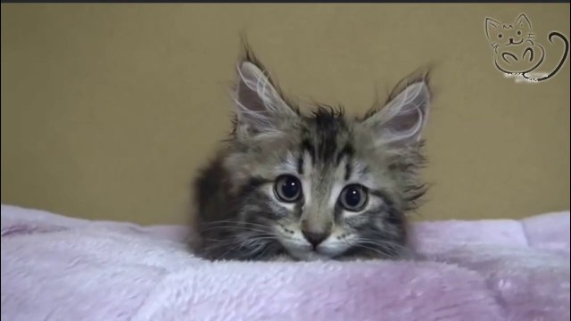 GATITOS Y MAS GATITOS TIERNOS Y DIVERTIDOS