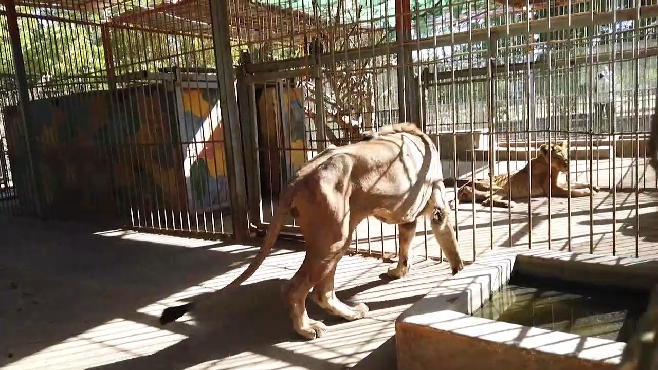 Sudan: Abgemagerte Zoo-Löwen sorgen für Empörung