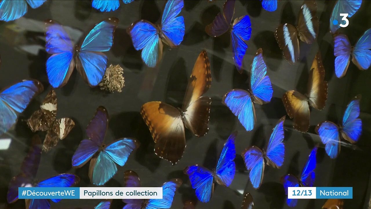 Bordeaux : une incroyable collection de papillons