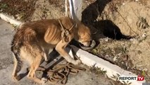 Qeni i cili ushqehet pas disa ditësh që kur kishte ngecur në shkëmb.