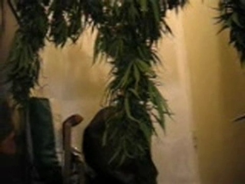 vidéo de cannabis sechage de trois pieds beuh