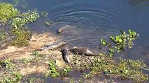 3 loutres viennent embêter un crocodile