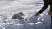 Ils découvrent un bébé ours polaire abandonné sur la banquise