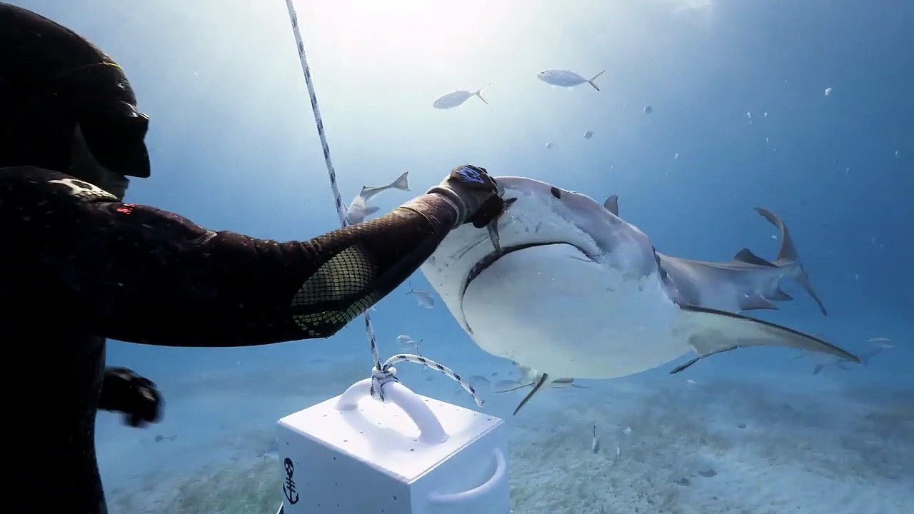 Il s'amuse à nourrir des requins à la main