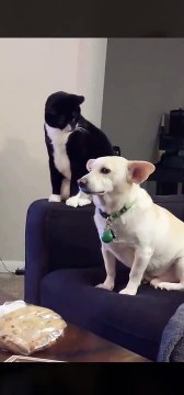 Encore une preuve que les chats sont des animaux horribles