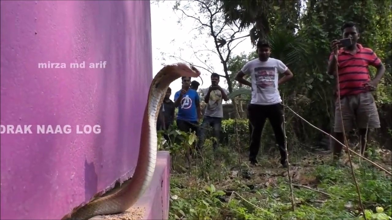 Ils viennent capturer un cobra royal coincé dans un mur