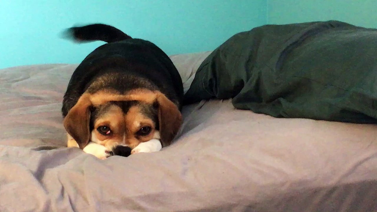 Adorable Doggo Patiently Waits for Food