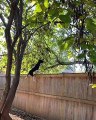 Parkour Dog Scales Fence over Squirrel