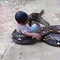 Cet enfant joue avec un serpent Python géant de 10 mètres !